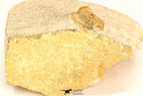 30800 - Nicely Prepared 0.75 Inch Onnia sp Ordovician Trilobite