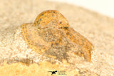 30800 - Nicely Prepared 0.75 Inch Onnia sp Ordovician Trilobite