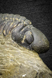 22071 - Top Rare Detailed 2.00 Inch Reedops sp Lower Devonian Trilobite