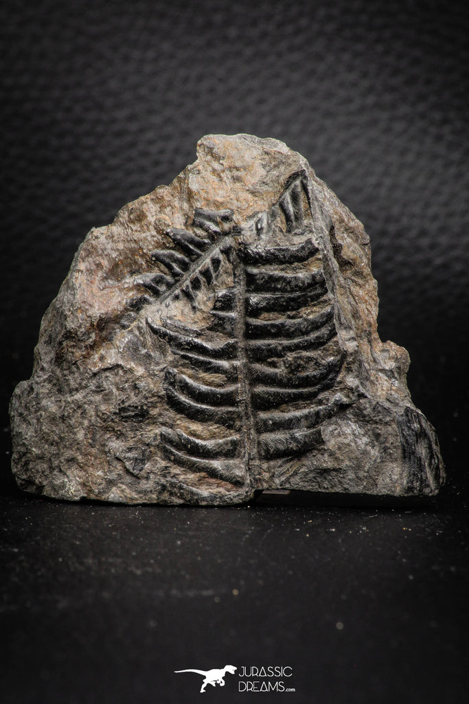 06976 - Top Beautiful 2.00 Inch Alethopteris sp Carboniferous Fossil Fern