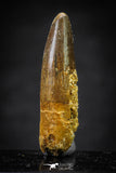 20657 - Well Preserved 1.37 Inch Spinosaurus Dinosaur Tooth Cretaceous
