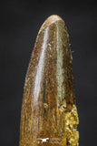 20657 - Well Preserved 1.37 Inch Spinosaurus Dinosaur Tooth Cretaceous