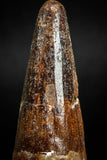 05123 - Nicely Preserved 2.20 Inch Spinosaurus Dinosaur Tooth Cretaceous