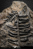06976 - Top Beautiful 2.00 Inch Alethopteris sp Carboniferous Fossil Fern