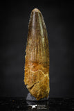 20657 - Well Preserved 1.37 Inch Spinosaurus Dinosaur Tooth Cretaceous