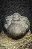 22071 - Top Rare Detailed 2.00 Inch Reedops sp Lower Devonian Trilobite