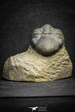 22071 - Top Rare Detailed 2.00 Inch Reedops sp Lower Devonian Trilobite