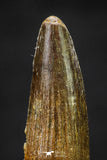 20657 - Well Preserved 1.37 Inch Spinosaurus Dinosaur Tooth Cretaceous