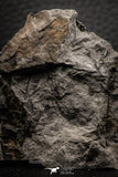 06976 - Top Beautiful 2.00 Inch Alethopteris sp Carboniferous Fossil Fern