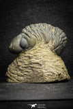 22071 - Top Rare Detailed 2.00 Inch Reedops sp Lower Devonian Trilobite