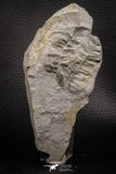 06977 - Well Preserved 1.62 Inch Neuropteris sp Carboniferous Fossil Fern