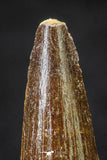 20658 - Well Preserved 1.33 Inch Spinosaurus Dinosaur Tooth Cretaceous