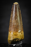 20658 - Well Preserved 1.33 Inch Spinosaurus Dinosaur Tooth Cretaceous