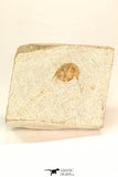 30802 - Beautiful 0.70 Inch Onnia sp Ordovician Trilobite
