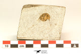 30802 - Beautiful 0.70 Inch Onnia sp Ordovician Trilobite