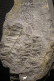 06977 - Well Preserved 1.62 Inch Neuropteris sp Carboniferous Fossil Fern