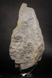 06977 - Well Preserved 1.62 Inch Neuropteris sp Carboniferous Fossil Fern