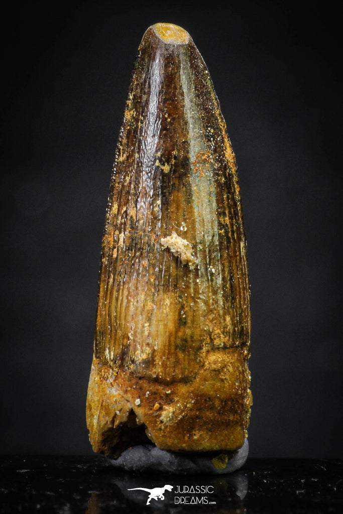 20659 - Well Preserved 1.20 Inch Spinosaurus Dinosaur Tooth Cretaceous