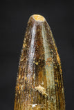 20659 - Well Preserved 1.20 Inch Spinosaurus Dinosaur Tooth Cretaceous