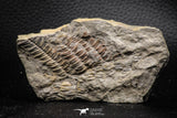 06978 - Beautiful 1.82 Inch Pecopteris sp Carboniferous Fossil Fern