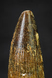 20659 - Well Preserved 1.20 Inch Spinosaurus Dinosaur Tooth Cretaceous