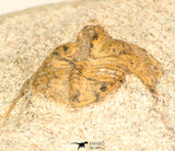 30802 - Beautiful 0.70 Inch Onnia sp Ordovician Trilobite