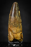 20659 - Well Preserved 1.20 Inch Spinosaurus Dinosaur Tooth Cretaceous