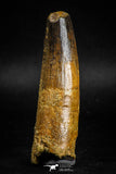05125 - Well Preserved 2.83 Inch Spinosaurus Dinosaur Tooth Cretaceous