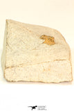 30802 - Beautiful 0.70 Inch Onnia sp Ordovician Trilobite