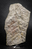 06978 - Beautiful 1.82 Inch Pecopteris sp Carboniferous Fossil Fern