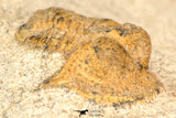 30802 - Beautiful 0.70 Inch Onnia sp Ordovician Trilobite