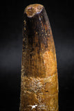 05125 - Well Preserved 2.83 Inch Spinosaurus Dinosaur Tooth Cretaceous
