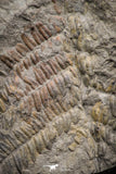 06978 - Beautiful 1.82 Inch Pecopteris sp Carboniferous Fossil Fern