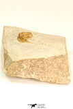 30802 - Beautiful 0.70 Inch Onnia sp Ordovician Trilobite