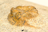 30802 - Beautiful 0.70 Inch Onnia sp Ordovician Trilobite