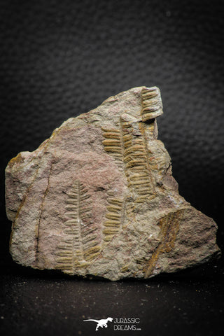 06979 - Well Preserved 2.19 Inch Pecopteris sp Carboniferous Fossil Fern