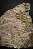 06979 - Well Preserved 2.19 Inch Pecopteris sp Carboniferous Fossil Fern