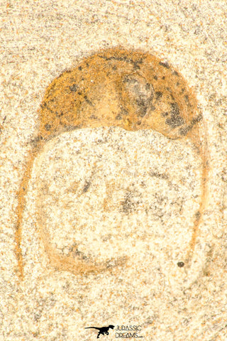 30803 - Beautiful 0.81 Inch Onnia sp Ordovician Trilobite