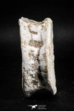 05126 - Top Huge 2.52 Inch Otodus obliquus Shark Vertebra Bone Paleocene