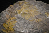 06980 - Well Preserved 2.16 Inch Alethopteris sp Carboniferous Fossil Fern