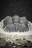 22072 - Nicely Preserved 2.32 Inch Hollardops merocristata Middle Devonian