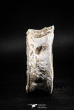 05126 - Top Huge 2.52 Inch Otodus obliquus Shark Vertebra Bone Paleocene