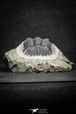 22072 - Nicely Preserved 2.32 Inch Hollardops merocristata Middle Devonian