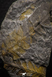 06980 - Well Preserved 2.16 Inch Alethopteris sp Carboniferous Fossil Fern