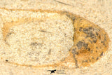 30803 - Beautiful 0.81 Inch Onnia sp Ordovician Trilobite