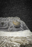 22072 - Nicely Preserved 2.32 Inch Hollardops merocristata Middle Devonian