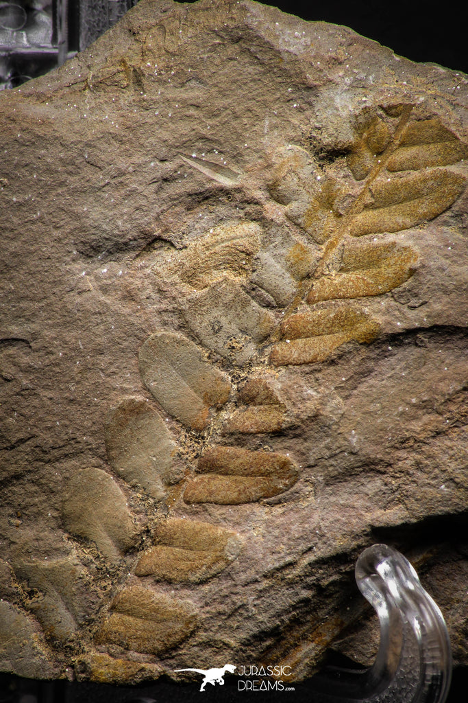 06981 - Top Beautiful 3.42 Inch Neuropteris sp Carboniferous Fossil Fern