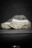 22072 - Nicely Preserved 2.32 Inch Hollardops merocristata Middle Devonian