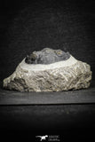 22072 - Nicely Preserved 2.32 Inch Hollardops merocristata Middle Devonian