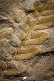 06981 - Top Beautiful 3.42 Inch Neuropteris sp Carboniferous Fossil Fern